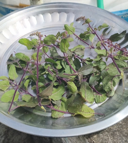 SughandhaSparsha - Gomaya Agarbatti (100% Natural & Standard  50 Sticks pack)